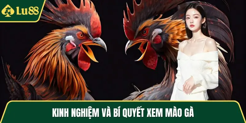 Kinh nghiệm và bí quyết xem mào gà
