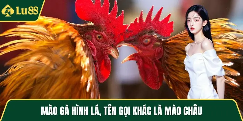 Mào gà hình lá, tên gọi khác là mào châu